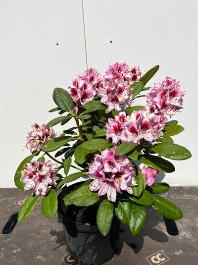 Rhododendron Hybride 'Cassata' (Rhododendron 'Cassata') 30-40 cm C5, grünes Laub mit rosa-weiß gemusterten Blütenständen im Topf