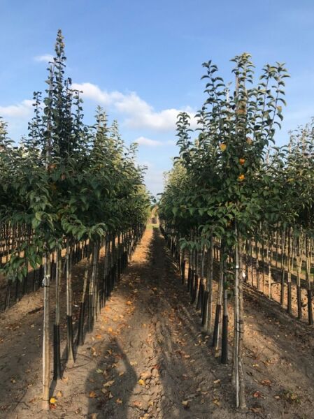Malus domestica 'Discovery' / Apfel 'Discovery' Hochstamm 10-12 StU m. Db., Apfelbaum-Reihen in der Baumschule mit Früchten