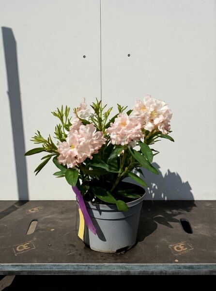 Rhododendron Hybride 'Christmas Cheer' (Rhododendron 'Christmas Cheer') 30-40 cm C5 im Topf mit hellrosa Blüten und grünem Laub