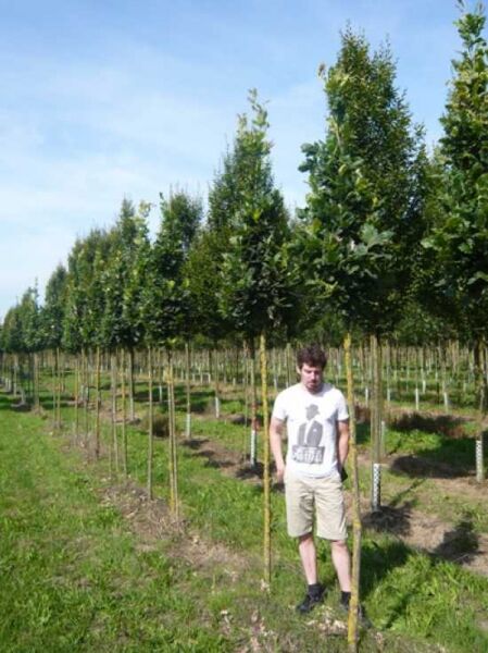 Quercus robur 'Fastigiata' Säulen-Eiche/Pyramiden-Eiche Hochstamm 12-14 StU m. Db. im Feld mit schlanker Krone
