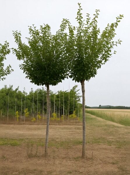 Prunus 'Umineko' / Zierkirsche 'Umineko' Hochstamm, 14-16 StU, mit dichtem grünen Laub und geradem Stamm.