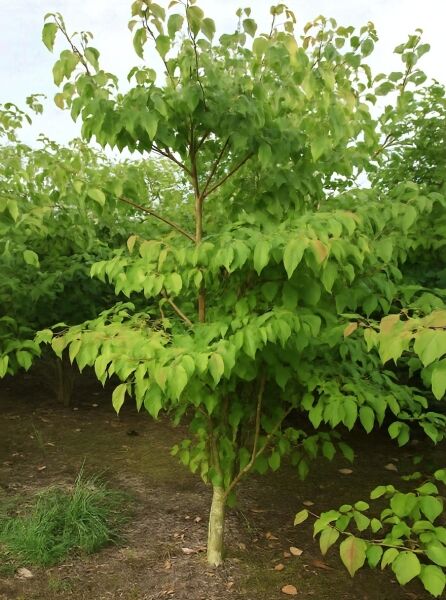 Cornus controversa (Pagoden-Hartriegel) 200-250 cm m. Db., junger Baum mit etagenförmigem Wuchs und grünem Laub.