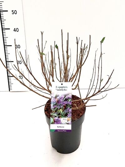 Bartblume 'Heavenly Blue' / Caryopteris clandonensis 'Heavenly Blue'