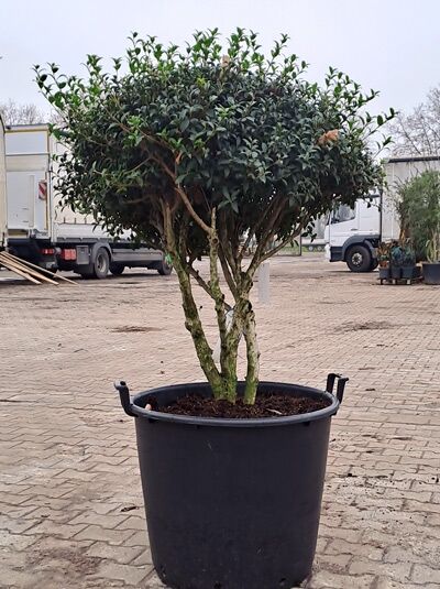 Osmanthus burkwoodii / Frühlings-Duftblüte, Schirmform, 100–110 cm, im Container, mehrstämmiger immergrüner Strauch mit rundem Kronenaufbau.