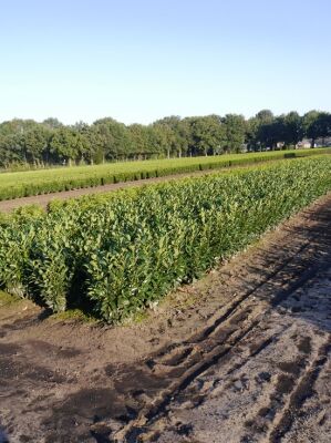 Kirschlorbeer 'Reynvaanii' / Prunus laurocerasus 'Reynvaanii' kaufen