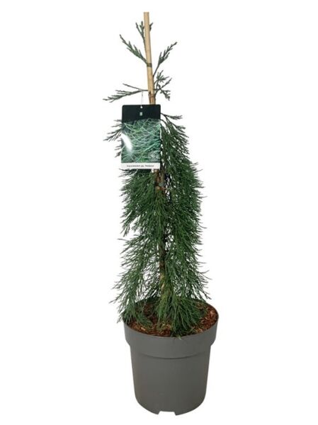 Überhängender Mammutbaum / Sequoiadendron giganteum 'Pendulum'
