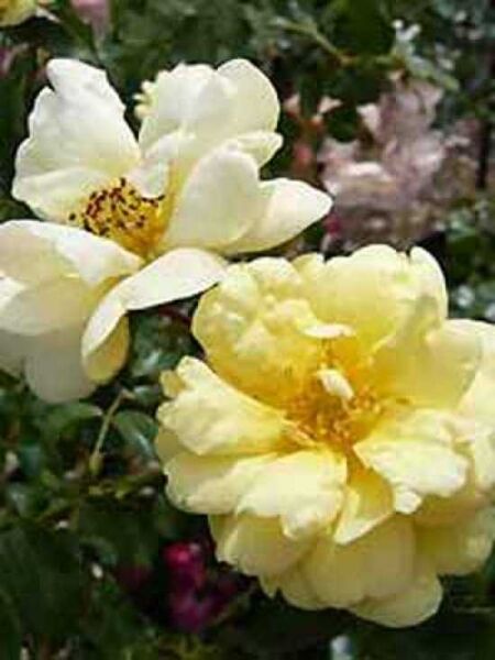 Bodendeckerrose 'Sunny Rose' / Rosa 'Sunny Rose ®'