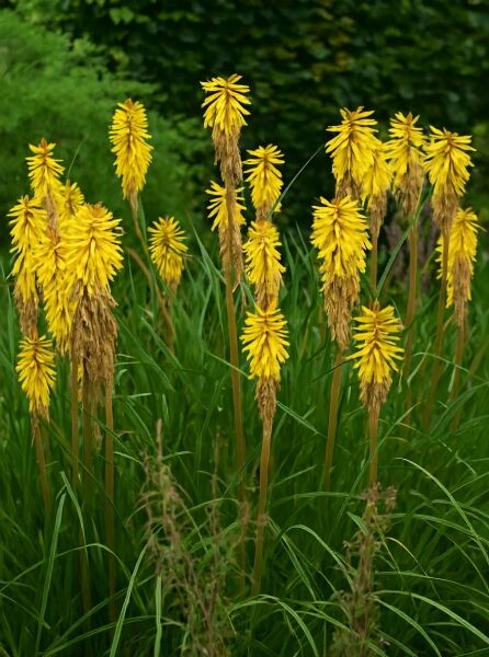 Kniphofia uvaria 'Wrexham Buttercup' / Fackellilie 'Wrexham Buttercup' mit gelben, kerzenförmigen Blütenständen und schmalen Blättern