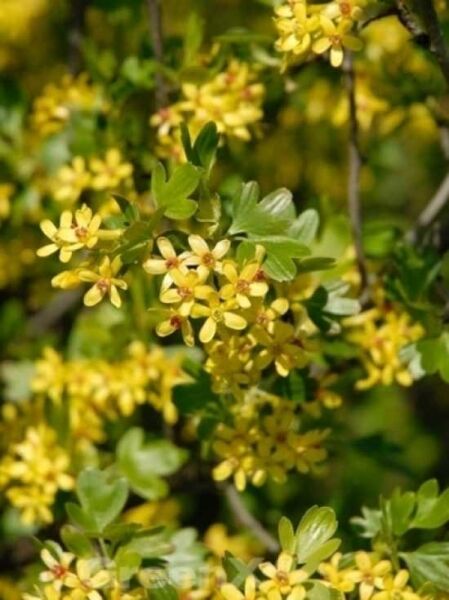 Ribes aureum / Ribes odoratum / Gold-Johannisbeere