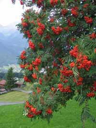 Vogelbeere Sorbus / aucuparia Eberesche /