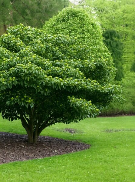 Trochodendron aralioides (Radbaum) als kleiner Baum mit dichter, runder Krone und glänzend grünen Blättern im Garten.