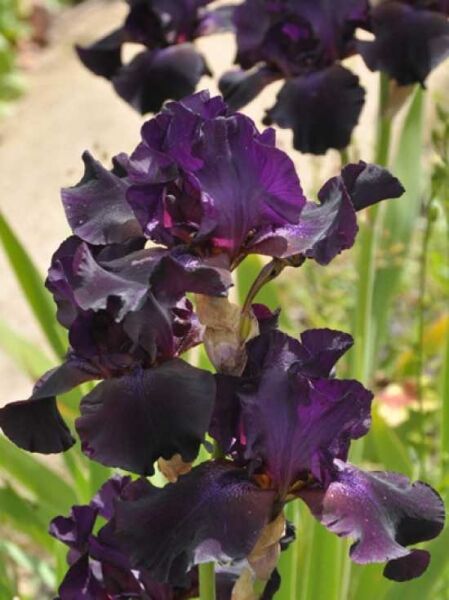 Hohe Bart-Schwertlilie 'Superstition' / Iris barbata-elatior 'Superstition'