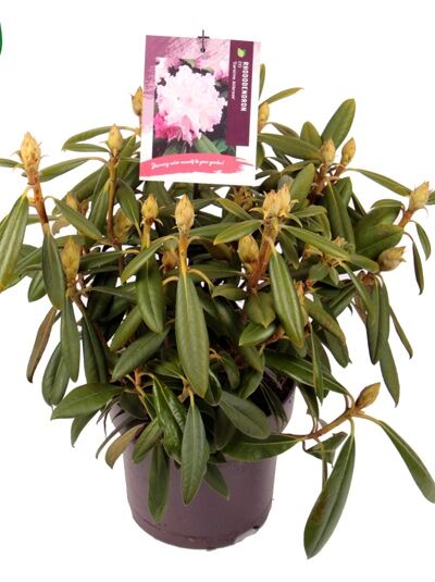 Rhododendron 'Caroline Allbrook' / Rhododendron yakushimanum 'Caroline Allbrook'