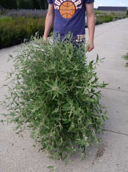 Bartblume Caryopteris clandonensis 'Heavenly Blue' 60-80 cm C20, buschige Pflanze im Container mit grünem Laub