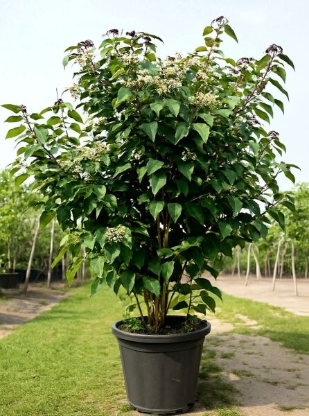 Japanischer Losbaum Clerodendrum trichotomum 'Purple Blaze' im Topf, buschiger Strauch mit grünen Blättern und weißen Blütenständen.