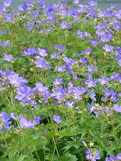 Garten-Storchschnabel 'Mayflower' - Geranium sylvaticum 'Mayflower'