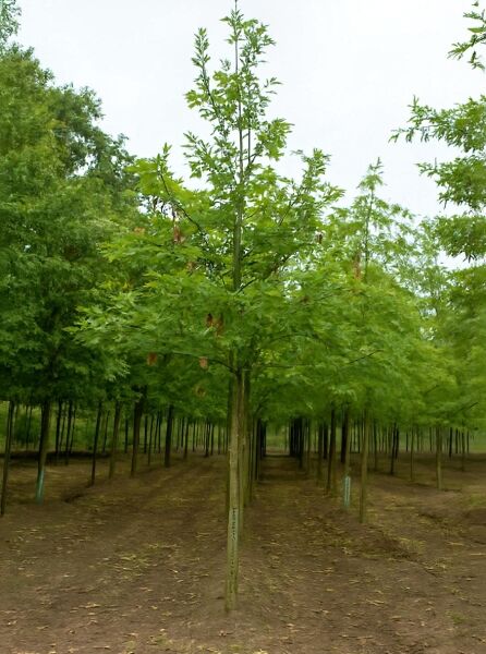 Quercus rubra (Rot-Eiche), Amerikanische Rot-Eiche Hochstamm 18-20 StU, Baum mit grünem Laub und geradem Stamm.