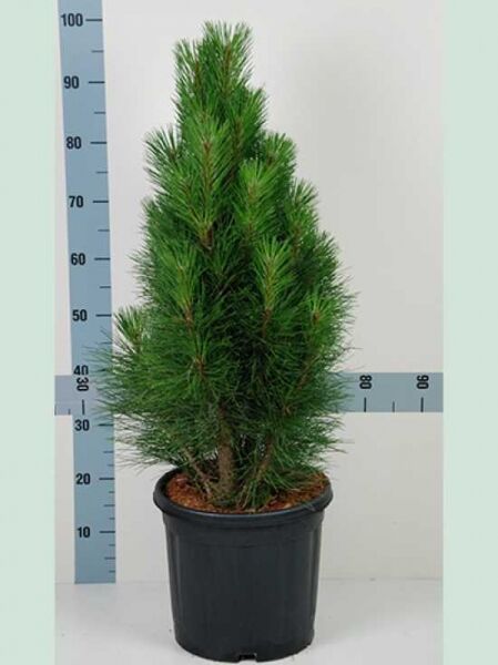 Pinus nigra 'Pyramidalis' / Säulenschwarzföhre