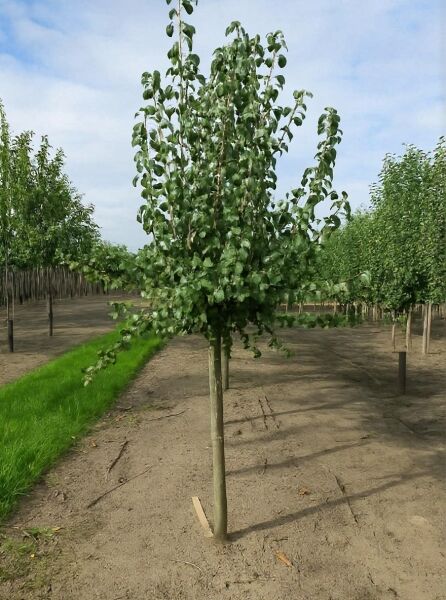 Pyrus communis 'Gieser Wildeman' / Birne 'Gieser Wildeman' Halbstamm 12-14 StU, Baum mit Stamm und belaubter Krone