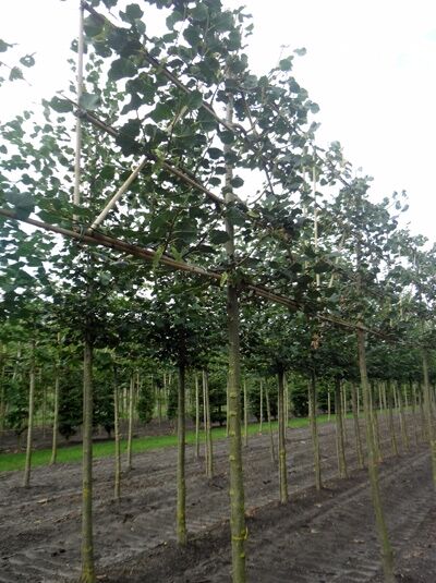Tilia cordata Rancho / Winter-Linde 'Hochstamm-Spalier' H:160 B:160 T:20 (Stamm 210 cm)