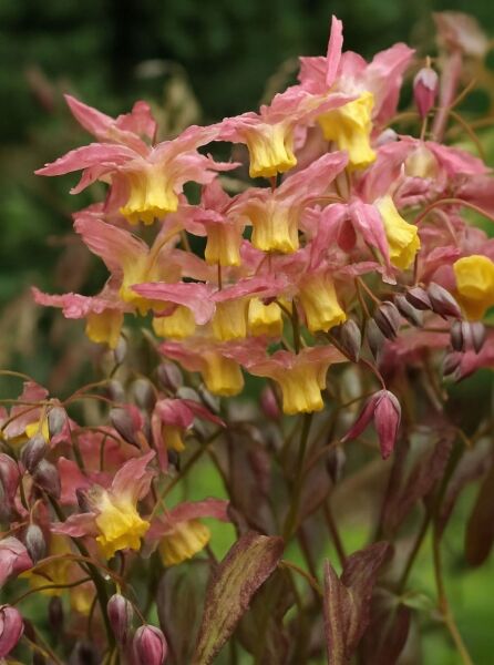 Elfenblume (Epimedium versicolor 'Cupreum') mit rosafarbenen Blüten und gelben Innenblüten, rötlichbraunes Laub und Knospen