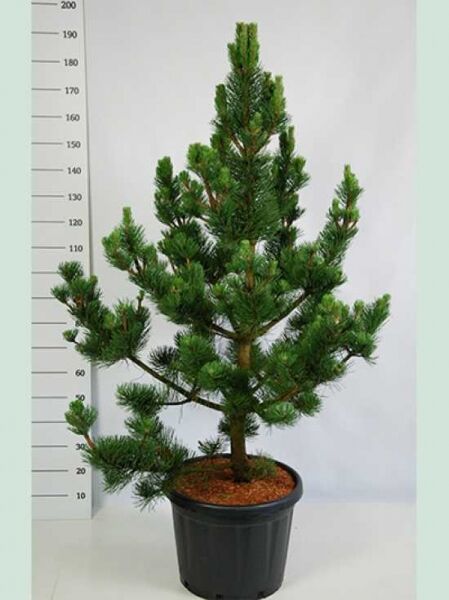Pinus nigra 'Oregon Green' / Österreichische Schwarz-Kiefer 'Oregon Green', 125-150 cm, im Container C35, mehrtriebig mit grünen Nadeln.