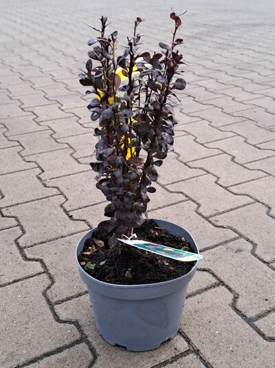 Rote Säulen-Berberitze Berberis thunbergii 'Helmond Pillar' 40-50 cm C5 im Topf, aufrechter Strauch mit dunkelroten Blättern