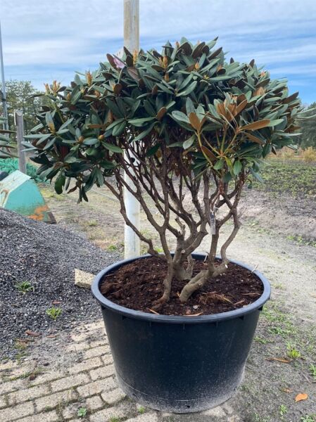 Rhododendron 'Gulliver' Schirm (Nr.1442) / Rhododendron adenogynum 'Gulliver' 130 cm breit x 115 cm hoch