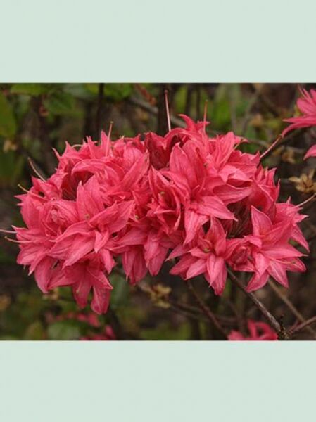 Laubabwerfende Azalee 'Norma' / Azalea rustica 'Norma'