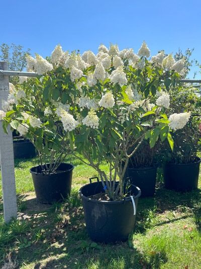 Rispen-Hortensie 'Pinky Winky ®' Schirmform / Hydrangea paniculata 'Pinky Winky ®' Schirmform (876147)