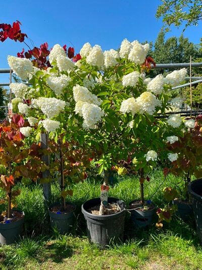 Rispen-Hortensie 'Polar Bear ®' '50 cm Stamm / Hydrangea paniculata 'Polar Bear ®' (719766)