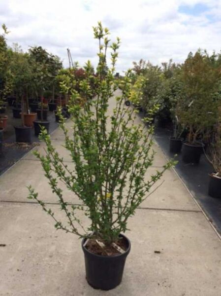 Garten-Eibisch Hibiscus syriacus 'Mathilda' im Topf, Strauch-Eibisch 125-150 cm, C30, mit aufrechten Trieben und grünem Laub.