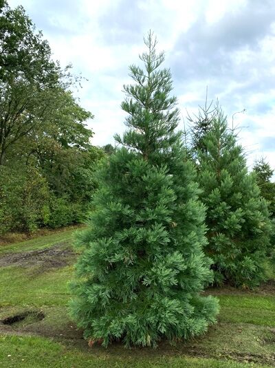 Sequoiadendron giganteum (Mammutbaum/Bergmammutbaum) 350-400 cm, mehrtriebiger Nadelbaum mit dichtem, grünem Nadelkleid