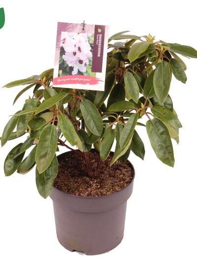 Rhododendron 'Blue Peter' / Rhododendron Hybride 'Blue Peter'