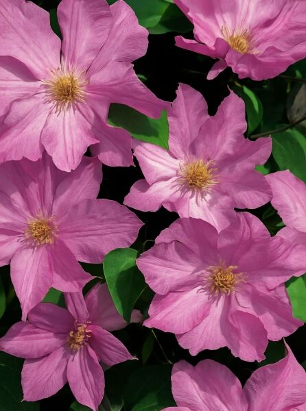 Waldrebe Clematis 'Rooran' mit großen rosafarbenen Blüten und gelblicher Blütenmitte, umgeben von grünen Blättern.