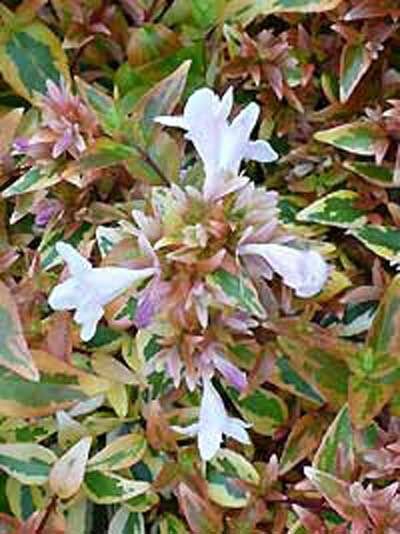 Abelia grandiflora 'Kaleidoscope' / Großblumige Abelie 'Kaleidoscope'