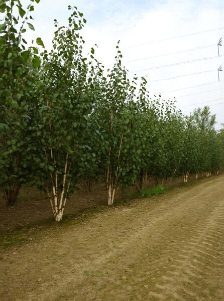 Weißrindige Himalaja-Birke (Betula utilis jacquemontii), mehrstämmig, 350–400 cm, mit weißer Rinde und grünem Laub.