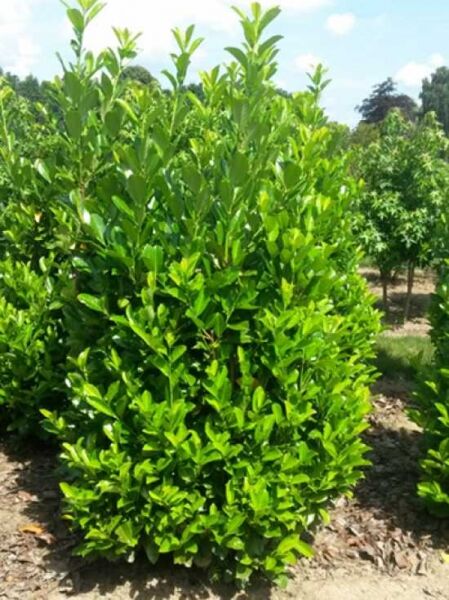 Prunus laurocerasus 'Rotundifolia' / Kirschlorbeer 'Rotundifolia', großblättriger Kirschlorbeer 200-250 cm m. Db. Solitär