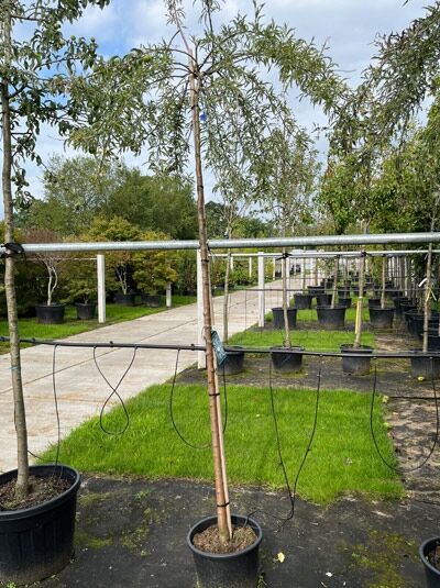 Pyrus salicifolia 'Pendula' / Weidenblättrige Hänge-Birne 'Pendula', 225 cm, Stamm 10-12 StU, im Container, hängende Krone