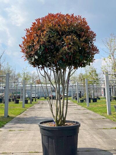 Glanzmispel 'Red Robin' 200-250 cm Schirmform mehrstämmig / Photinia fraseri 'Red Robin Schirmform' (876160)