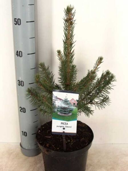 Picea pungens 'Glauca' / Blaue Stech-Fichte 30–40 cm C3 im Pflanzcontainer, junger Nadelbaum mit aufrechtem Leittrieb und Seitentrieben.