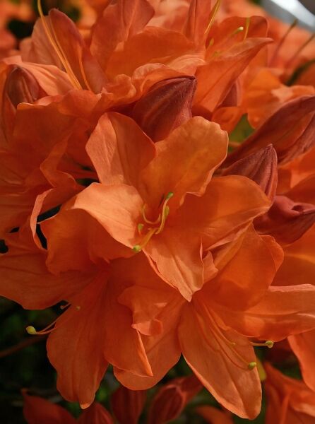 Laubabwerfende Azalee Azalea luteum 'Rumba' (Knap-Hill) mit orangefarbenen Blüten in Nahaufnahme.