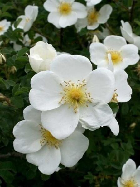 Rosa pimpinellifolia / Dünenrose / Bibernellrose