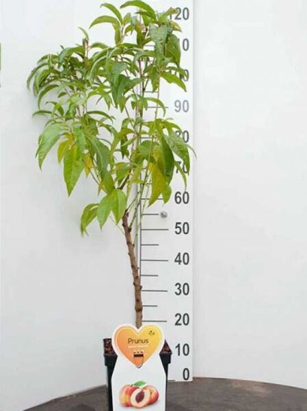 Prunus persica 'Suncrest' / Pfirsich 'Suncrest', Jungbaum im Topf, ca. 100–125 cm, C5