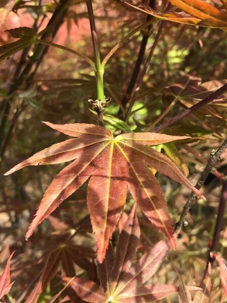 Fächer-Ahorn 'Villa Taranto' / Acer palmatum 'Villa Taranto'