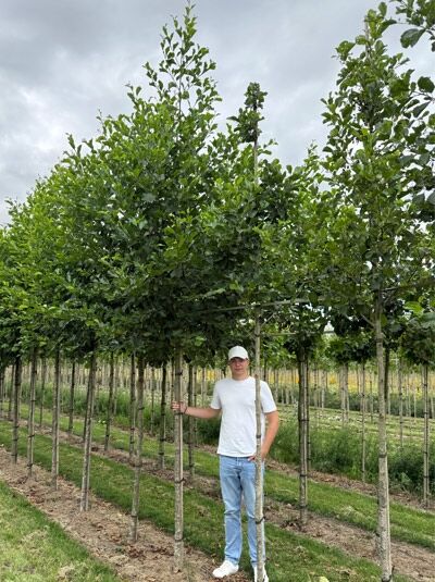 Alnus glutinosa (Schwarz-Erle, Rot-Erle) Hochstamm 16-18 StU mit Drahtballen, junger Baum mit grünem Laub in Baumschule