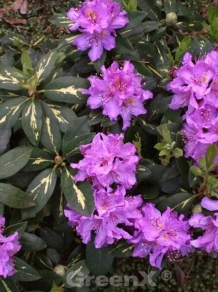 Rhododendron Hybride 'Goldflimmer' / Rhododendron 'Goldflimmer'