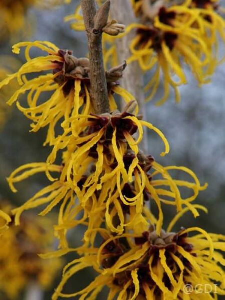Zaubernuss 'Barmstedt Gold' / Zaubernuss 'Barmstedt Gold'
