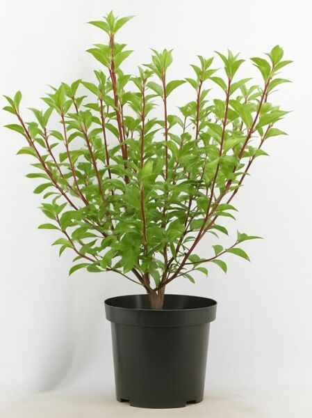 Rispen-Hortensie Hydrangea paniculata 'Vanille Fraise ®' 60–80 cm C7 im Topf, grünes Laub und aufrechte Triebe.