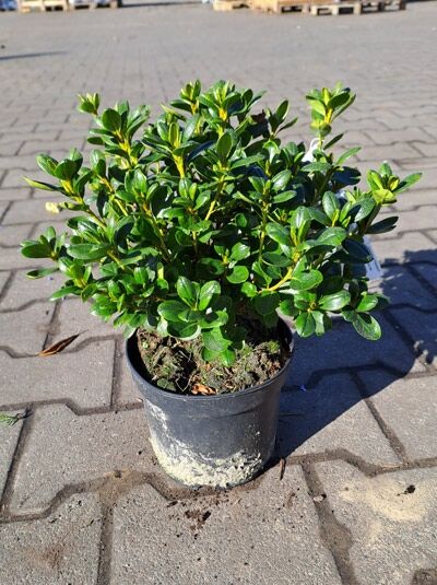 Japanische Azalee Rhododendron obtusum 'Schneeperle', 20–30 cm breit, im C2-Topf, kompakter Strauch mit glänzend grünen Blättern